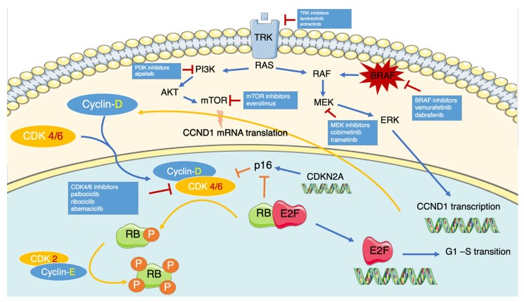 【佳学基因检测12期】黑色素瘤CDK4/6靶向药物